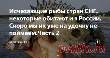 Исчезающие рыбы стран СНГ, некоторые обитают и в России. Скоро мы их уже на удочку не поймаем.Часть 2 Продолжаю серию статей о самых редких рыбах стран СНГ. В предыдущей статье я написал о 3 видах рыб которым угрожает исчезновение. Все рыбы относятся к первой категории. Напоминаю, в первую категорию попадают те рыбы, которым осталось совсем не много если не предпринять меры.
В этой статье я продолжу об этих рыбах говорить. Оказывается каких рыб не так уж и мало. Дочитайте ...