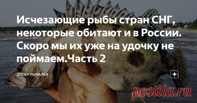 Исчезающие рыбы стран СНГ, некоторые обитают и в России. Скоро мы их уже на удочку не поймаем.Часть 2 Продолжаю серию статей о самых редких рыбах стран СНГ. В предыдущей статье я написал о 3 видах рыб которым угрожает исчезновение. Все рыбы относятся к первой категории. Напоминаю, в первую категорию попадают те рыбы, которым осталось совсем не много если не предпринять меры.
В этой статье я продолжу об этих рыбах говорить. Оказывается каких рыб не так уж и мало. Дочитайте ...