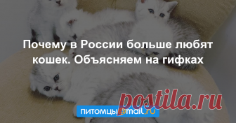 Почему в России больше любят кошек. Объясняем на гифках По статистике, Россия лидер мирового рейтинга по количеству кошек на душу населения. Так, у 59% россиян дома живет хотя бы один кот. Откуда такая любовь к представителям семейства кошачьих? Причин...