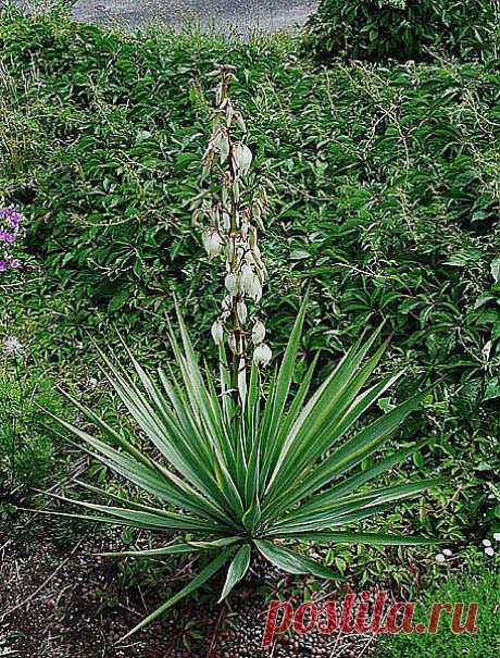 yucca_glauca.jpg (456×600)