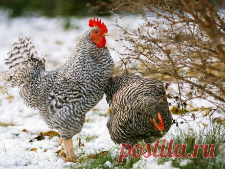 Как содержать кур на даче зимой без постоянного присмотра? Кормление, освещение, обогрев. Фото — Ботаничка.ru