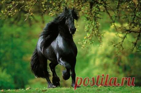 10 великолепных пород лошадей, о которых мало кому известно