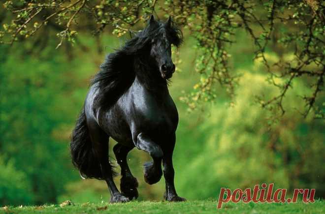 10 великолепных пород лошадей, о которых мало кому известно