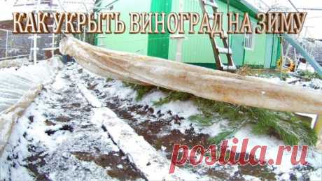 УКРЫТИЕ ВИНОГРАДА НА ЗИМУ
Сохраните, чтобы не потерять!
Секретами зимнего ухода за виноградом поделились сибирские виноградари, которые из года в год прилагают большие усилия для того, чтобы собрать “южные урожаи”
К середине сентября снимите все грозди, и проведите обрезку. Самый простой способ как правильно обрезать куст: оставить по три  плодоносившие лозы справа и слева, обрезая ту часть, которая не вызреет, а  также лишние побеги. В  это же время заготовьте черенки.
Поливайте виноград до нас