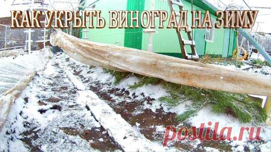 УКРЫТИЕ ВИНОГРАДА НА ЗИМУ
Сохраните, чтобы не потерять!
Секретами зимнего ухода за виноградом поделились сибирские виноградари, которые из года в год прилагают большие усилия для того, чтобы собрать “южные урожаи”
К середине сентября снимите все грозди, и проведите обрезку. Самый простой способ как правильно обрезать куст: оставить по три  плодоносившие лозы справа и слева, обрезая ту часть, которая не вызреет, а  также лишние побеги. В  это же время заготовьте черенки.
Поливайте виноград до нас