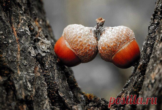 Советы Шамана | thePO.ST