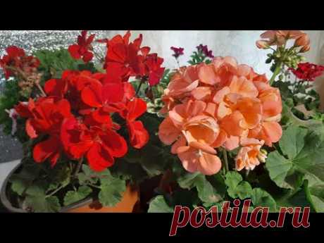 Герань будет Пышно цвести и Развиваться🌷СДЕЛАЙТЕ ТАК