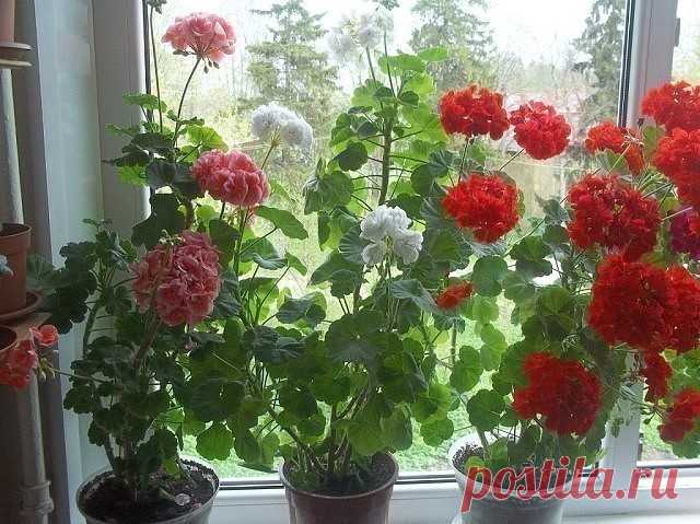 Мои гераньки. КАК ВАМ??