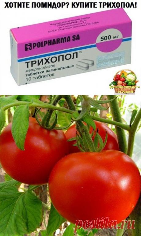 ХОТИТЕ ПОМИДОР? КУПИТЕ...ТРИХОПОЛ!
