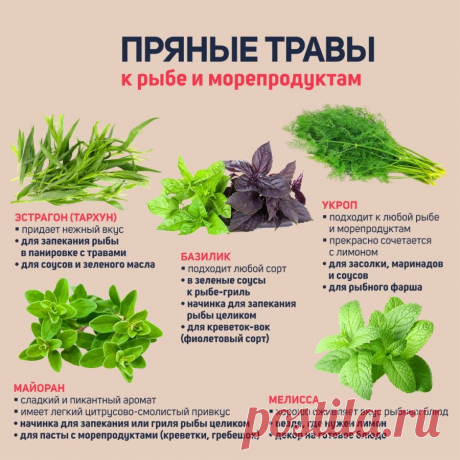 СВЕЖИЕ ПРЯНЫЕ ТРАВЫ КАК СОПРОВОЖДЕНИЕ К РЫБЕ И МОРЕПРОДУКТАМ
Петрушка
Универсальная зеленная культура, сочетающаяся с большинством рыб и морепродуктов.