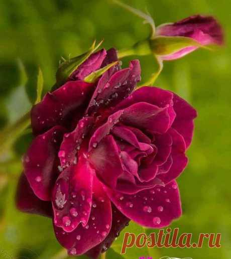 ROSES |