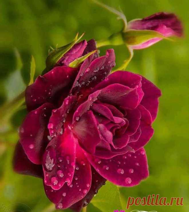 ROSES |