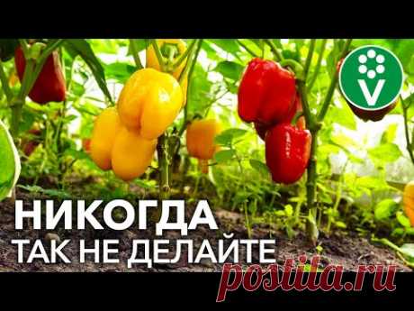 ПЕРЦЫ ВАМ ЭТОГО НЕ ПРОСТЯТ! 3 РОКОВЫЕ ОШИБКИ ПРИ ВЫРАЩИВАНИИ