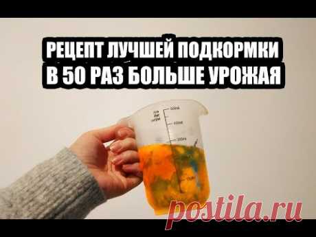 КАЖДЫЙ ГОД КОРМЛЮ ЭТИМ РАССАДУ, В 50 РАЗ БОЛЬШЕ УРОЖАЯ ДАЁТ ТАКАЯ ПОДКОРМКА ДЛЯ ДАЧИ