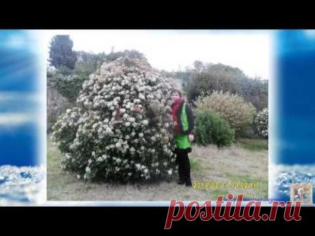 С днём Ангела, Алёна!