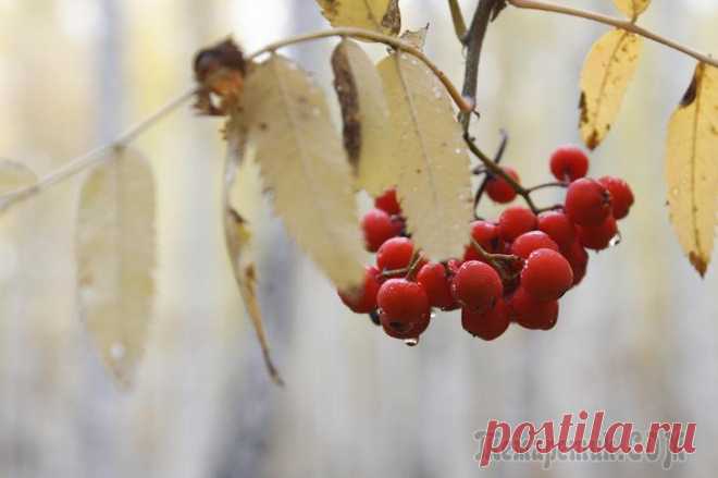 Прогулки по лесу с фотоаппаратом. Осень 1                                                                                   2                                                                                   3                               ...