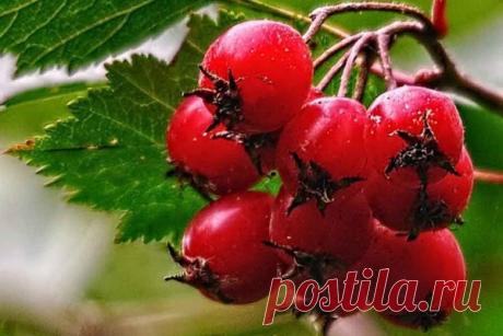 Продукт, который помогает бороться с холестерином Высокий уровень холестерина в организме может провоцировать развитие целого ряда опасных заболеваний &mdash; в частности, хронических болезней сердечно-сосудистой системы. Снизить уровень "плохого" холестерина можно при помощи растительных средств &mdash; одним из них оказался экстракт...