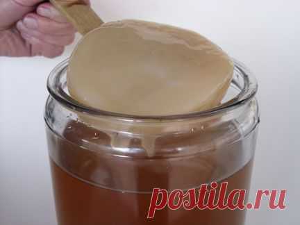 Чайный гриб (kombucha). Как вырастить самостоятельно и чем полезен.