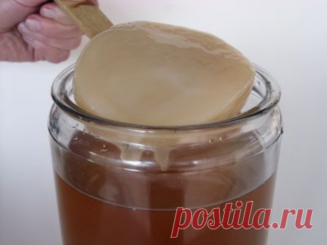Чайный гриб (kombucha). Как вырастить самостоятельно и чем полезен.