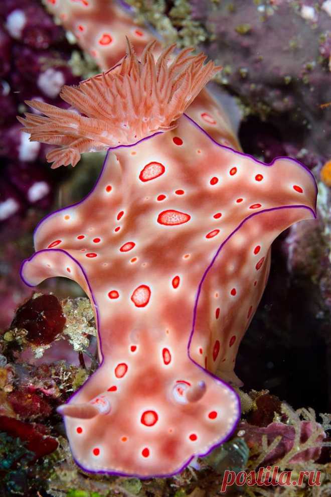 хх