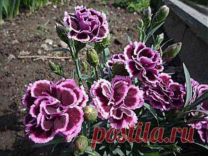 Размножение садовых гвоздик | Дача - впрок