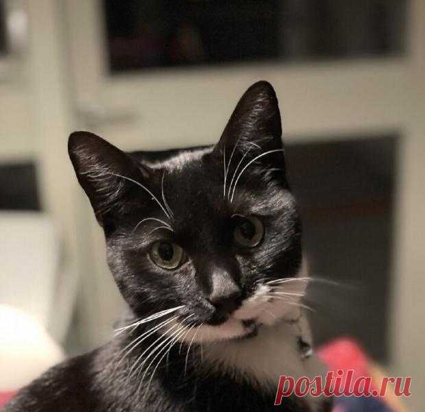 Кот-почтальон помог своим хозяевам подружиться с соседями