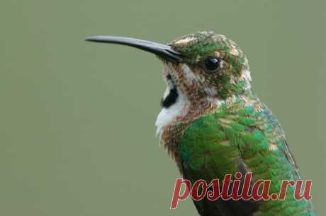 Grünbrustmangokolibri (Anthracothorax prevostii) - Naturbild-Galerie: Kolibris - Fokusnatur Naturfotografie