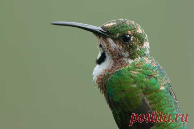 Grünbrustmangokolibri (Anthracothorax prevostii) - Naturbild-Galerie: Kolibris - Fokusnatur Naturfotografie