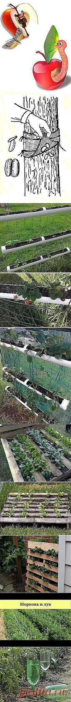 Александр Белугин: Сад и огород | Постила.ru