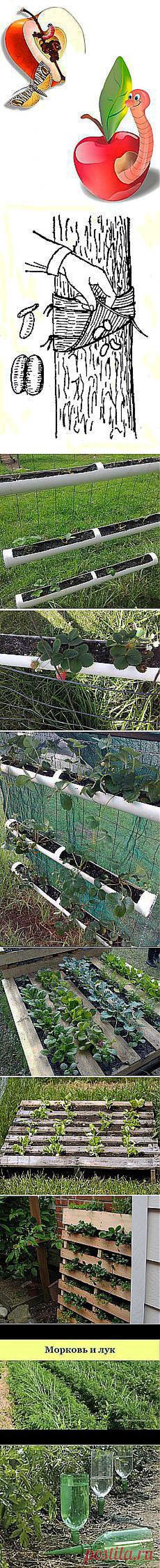 Александр Белугин: Сад и огород | Постила.ru