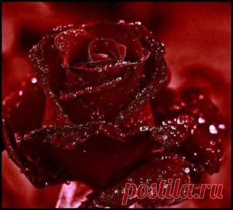 Amazing red rose with water drops