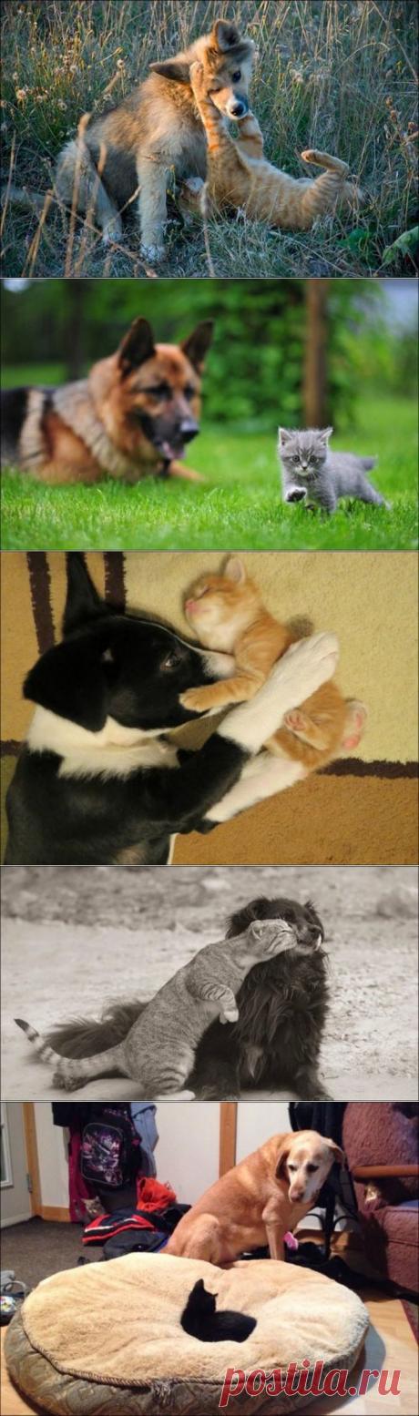 Милые котики и собачки / Питомцы
