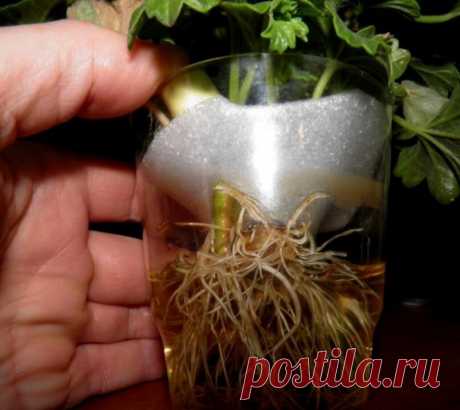 ++ГЕТЕРОАУКСИН  Самый эффективный стимулятор корнеобразования!