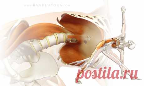 Ключ к мышцам кора: поясничная мышца (psoas)