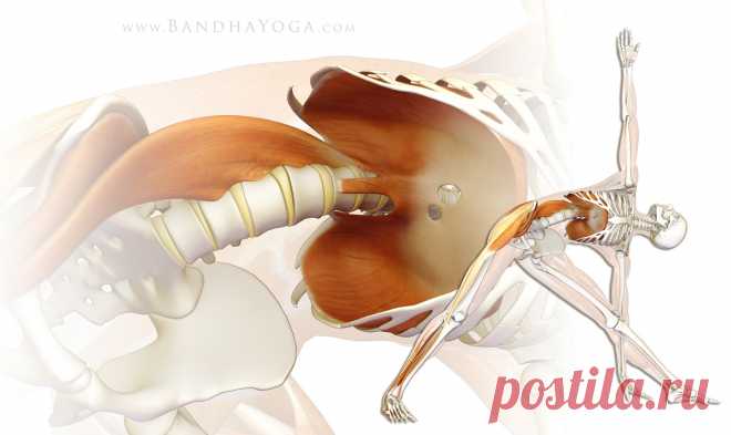 Ключ к мышцам кора: поясничная мышца (psoas)