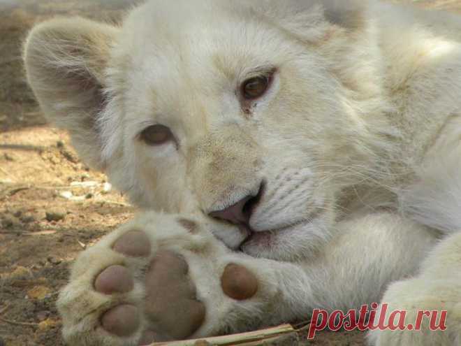 Белый лев – легенда африканских племен
