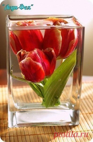 Хранение цветов при помощи глицерина — DIYIdeas