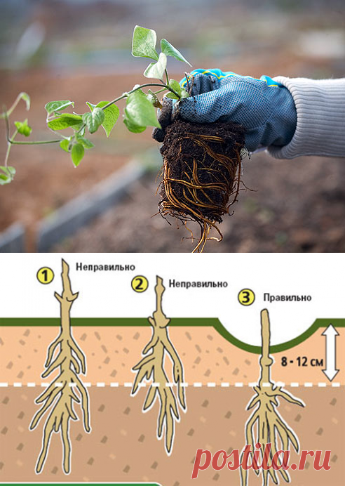 Как правильно посадить клематис. Где и как посадить клематисы