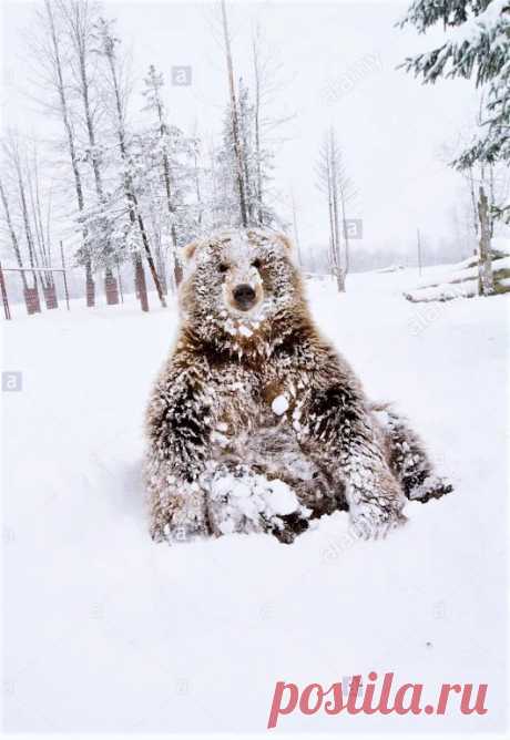 Мишка косолапый / cute bear – Google+