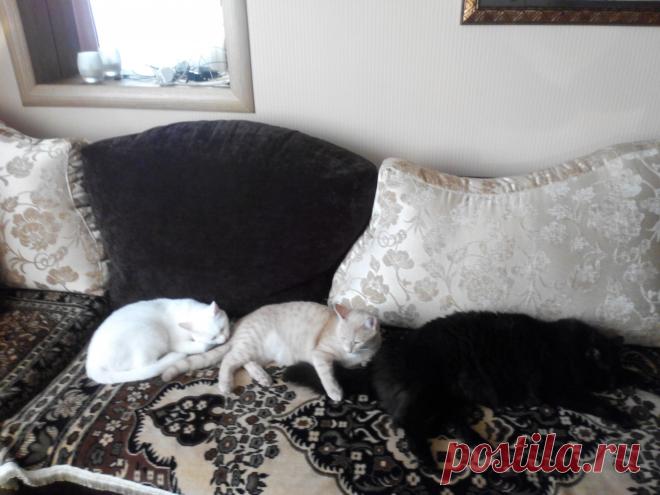 Хорошо когда все дома!!!