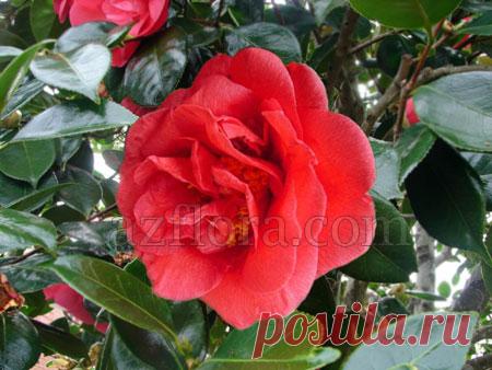 Камелия - уход за растением