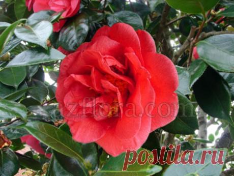 Камелия - уход за растением