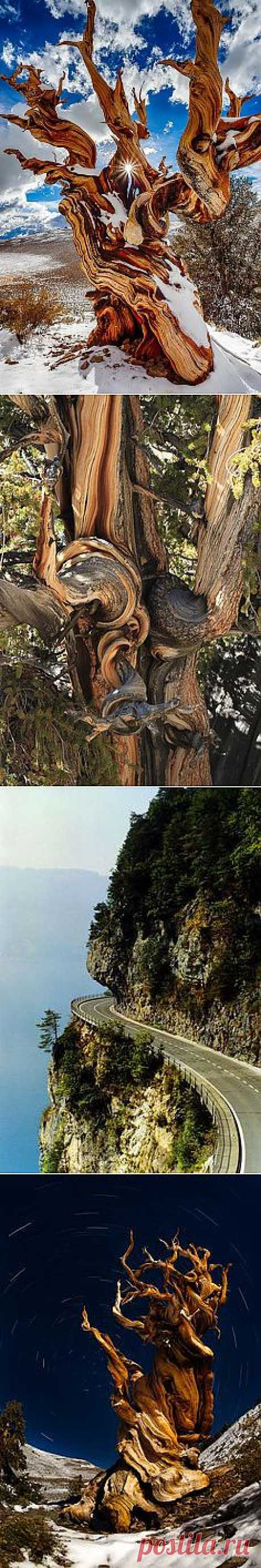 Ancient Bristlecone Pine Forest, California | Beauty