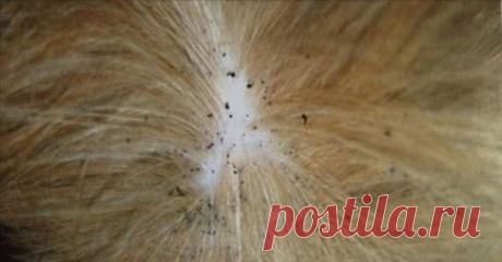 Простой самодельный спрей от блох: природный "убийца" блох, который работает мгновенно!