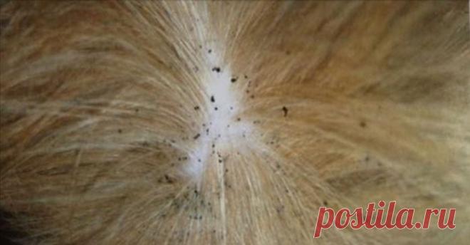 Простой самодельный спрей от блох: природный "убийца" блох, который работает мгновенно!