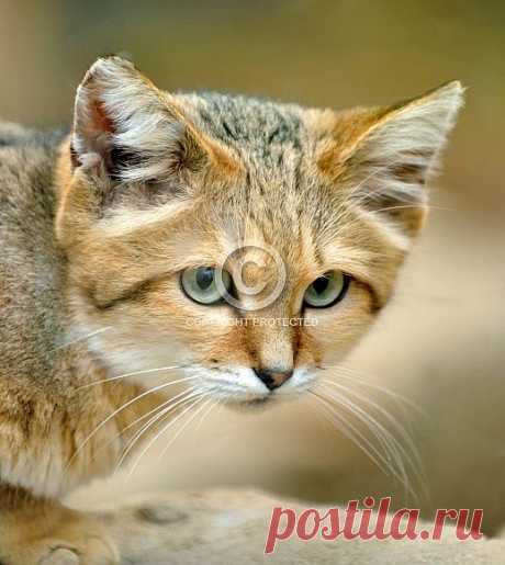 Sand Cat