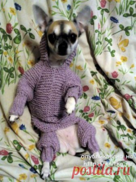 Вязание спицами для собак и кошек на knitka.ru. Схемы вязания спицами бесплатно.