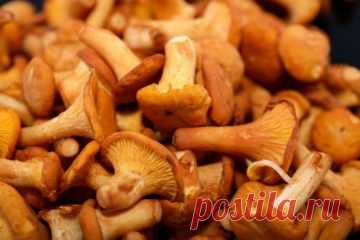 Лисички маринованные на зиму рецепты приготовления
