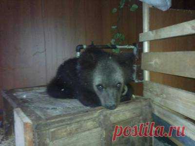 Рядом и вместе с нами. Медвежонка нашли на свалке в Приангарье - 5 Июля 2016 - Russia-Asia-Siberia