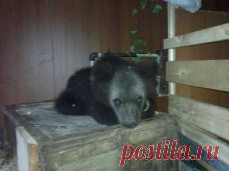 Рядом и вместе с нами. Медвежонка нашли на свалке в Приангарье - 5 Июля 2016 - Russia-Asia-Siberia